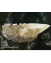 HARRY POTTER - La Coupe de Cristal - vue principale