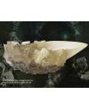 HARRY POTTER - La Coupe de Cristal - vue de face