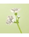 FOREVER FLOWERS - Bricks Flowers - Display 12pcs - vue de dos