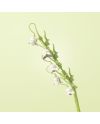 FOREVER FLOWERS - Bricks Flowers - Display 12pcs - vue de detail